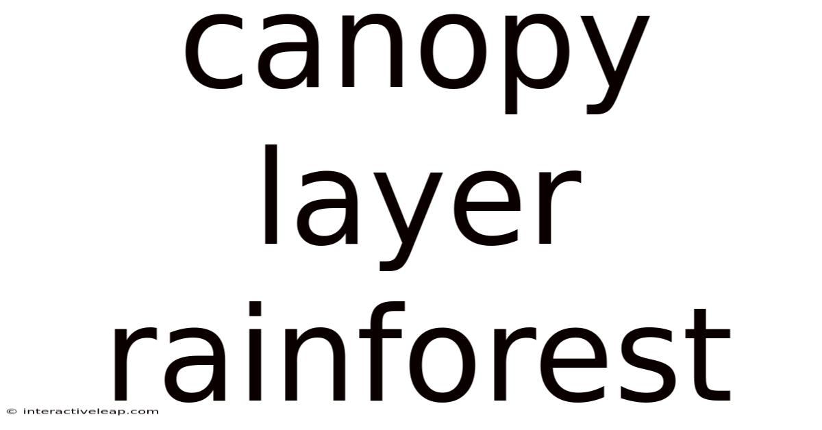 Canopy Layer Rainforest