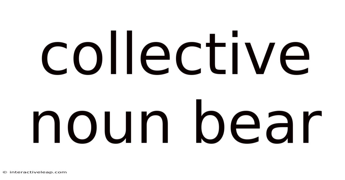 Collective Noun Bear