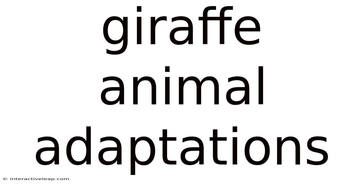 Giraffe Animal Adaptations